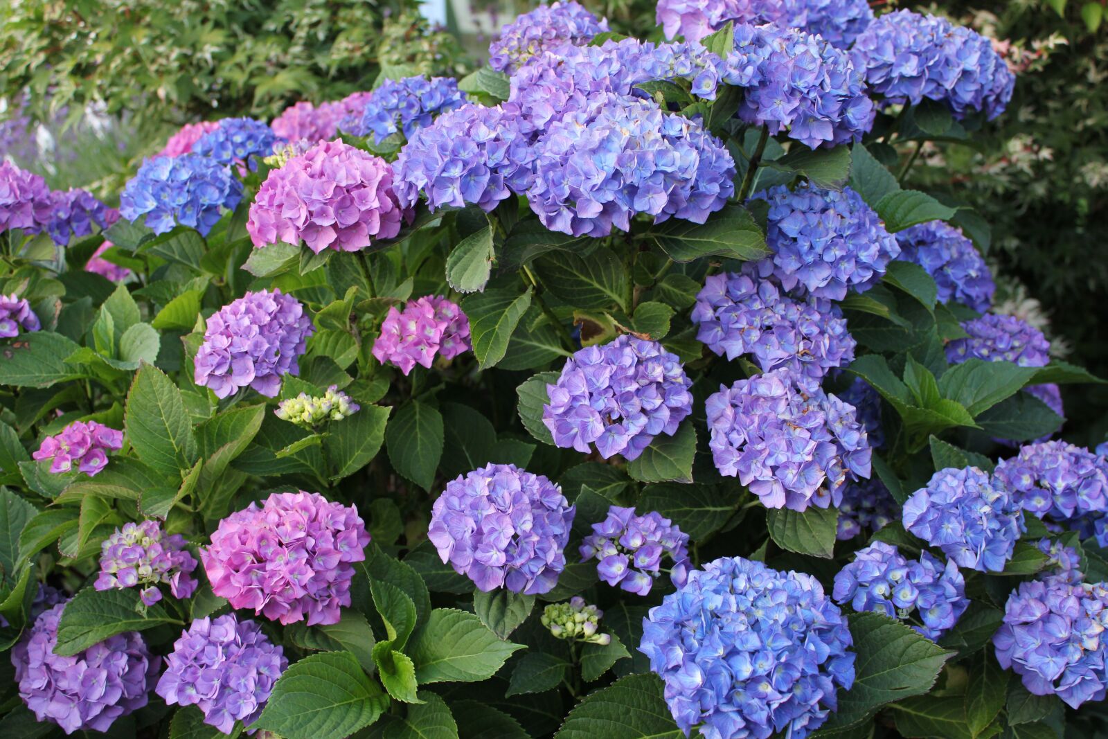 Canon EOS 550D (EOS Rebel T2i / EOS Kiss X4) sample photo. Garden, flora, bloom photography