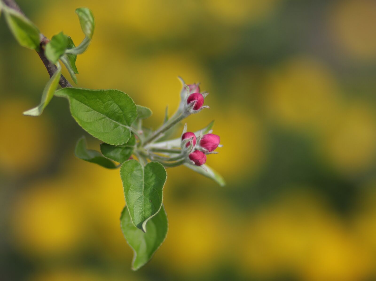 Canon EF 85mm F1.8 USM sample photo. Flowers, pink, march photography