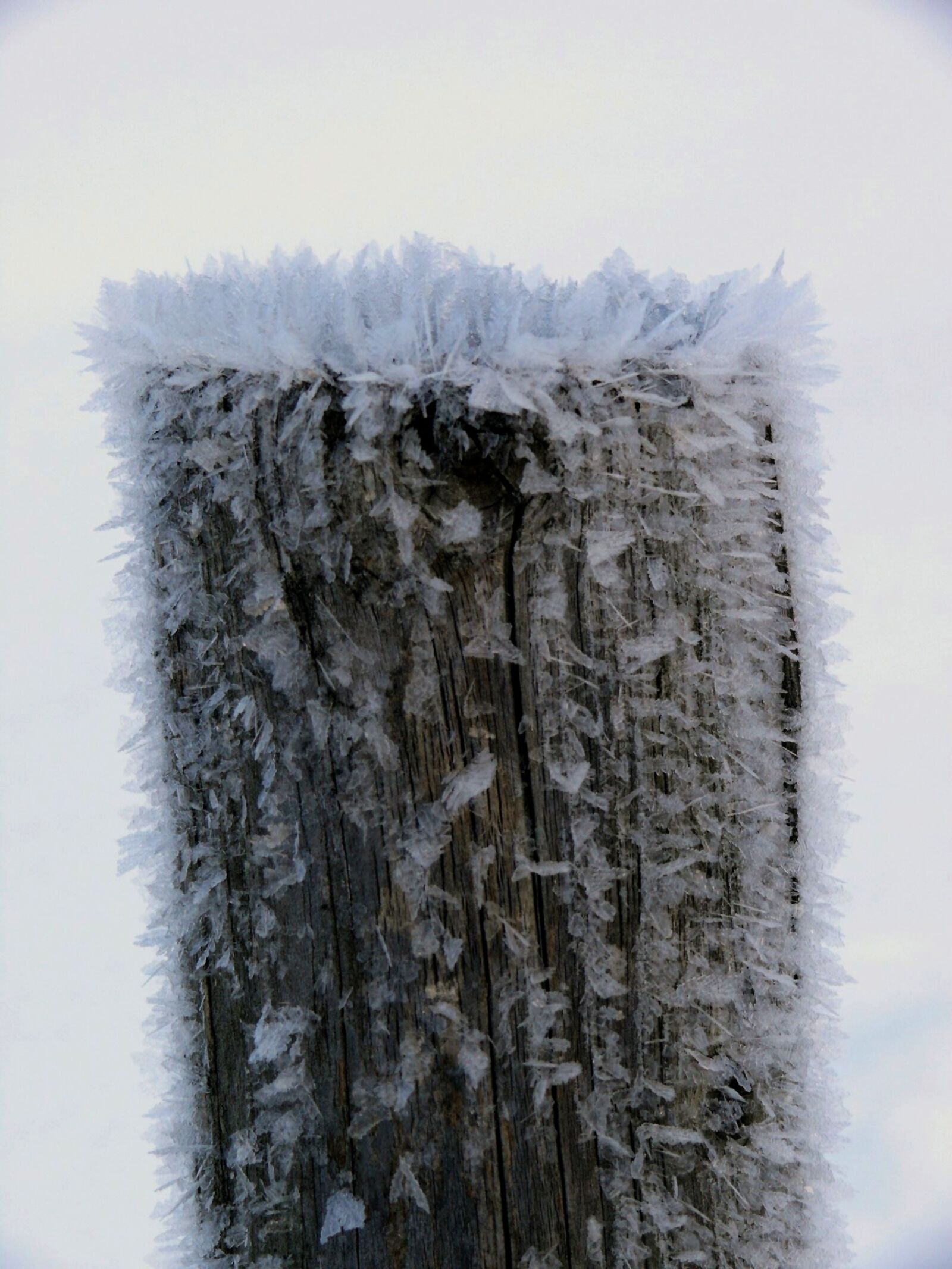 Leica V-LUX 1 sample photo. Tree, ice, iced photography