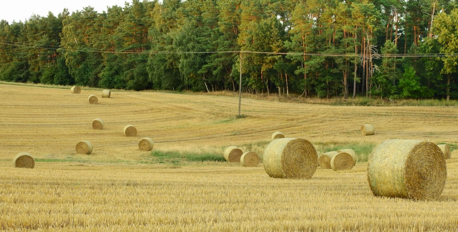 Nikon Coolpix P900 sample photo. Harvest, agriculture, field photography