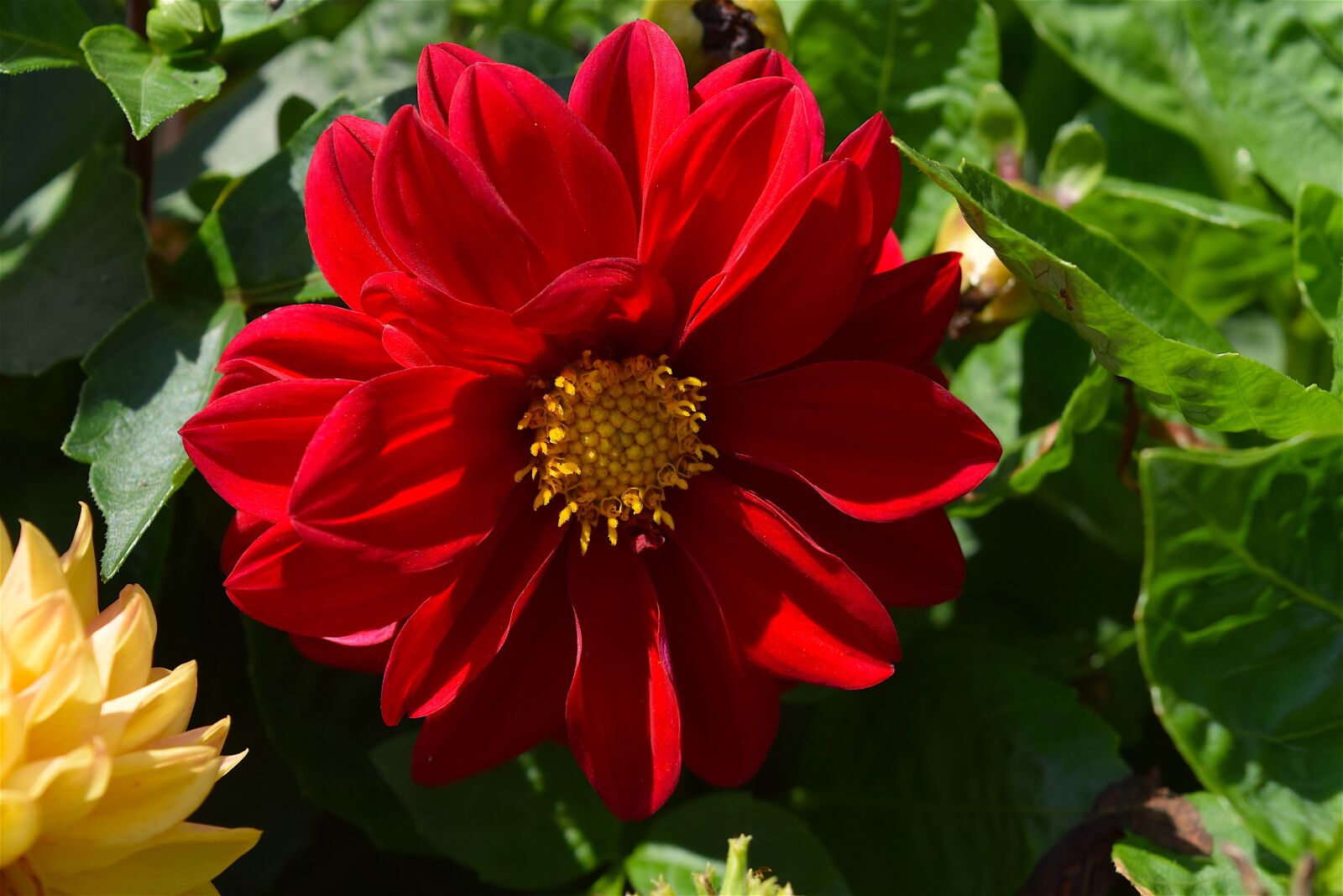 Nikon D3300 sample photo. Flower, red, petals photography