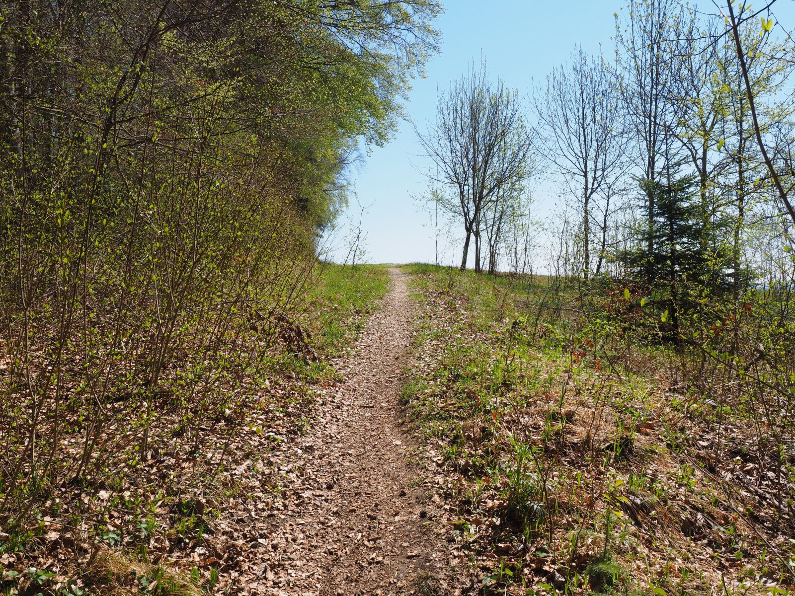 Olympus OM-D E-M1 + Olympus M.Zuiko Digital ED 12-40mm F2.8 Pro sample photo. Forest path, footpath, path photography