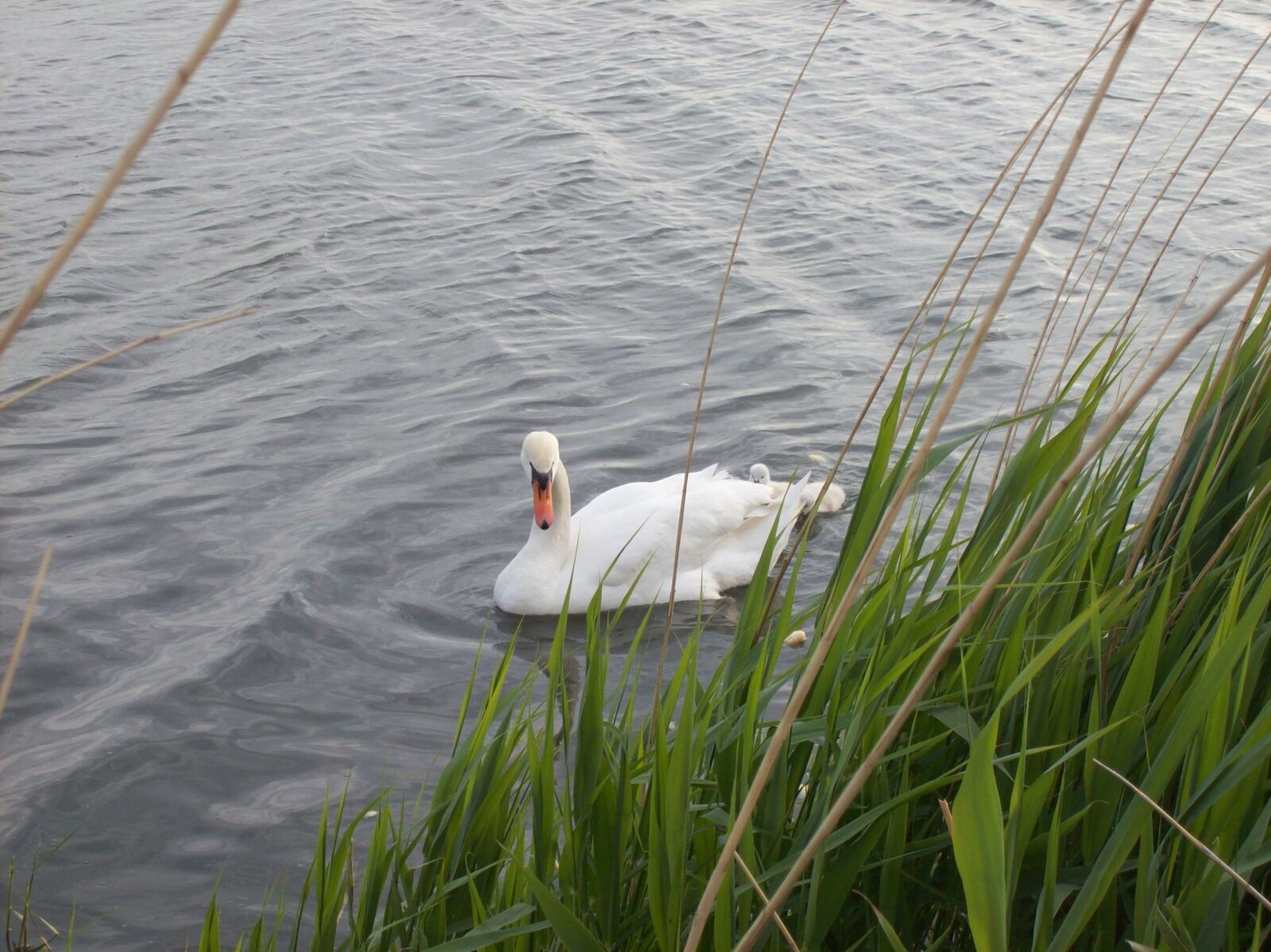 Kodak EASYSHARE C613 ZOOM DIGITAL CAMERA sample photo. Swan, water bird, nature photography