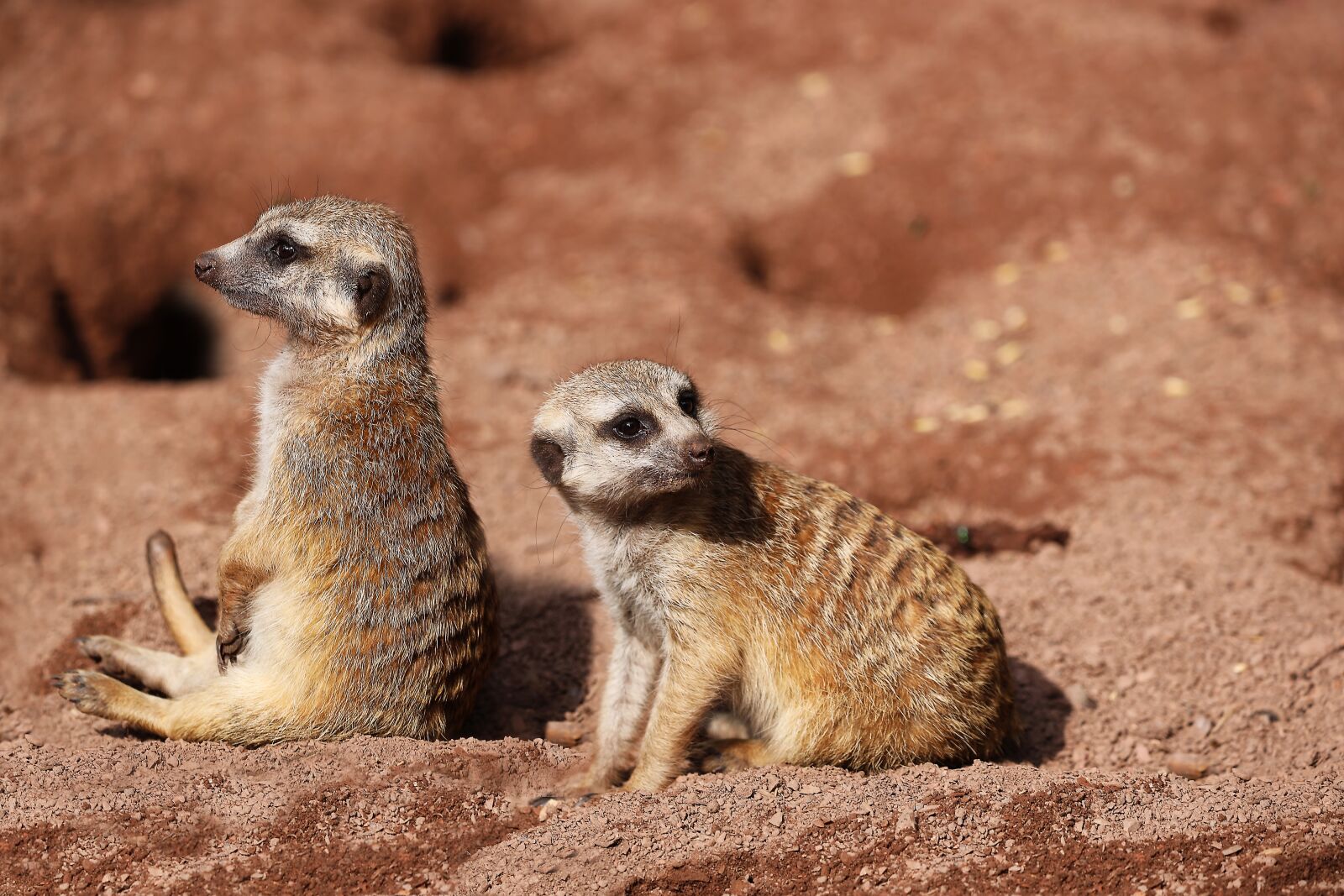 150-600mm F5-6.3 DG OS HSM | Contemporary 015 sample photo. Meerkat, mongoose, cute photography
