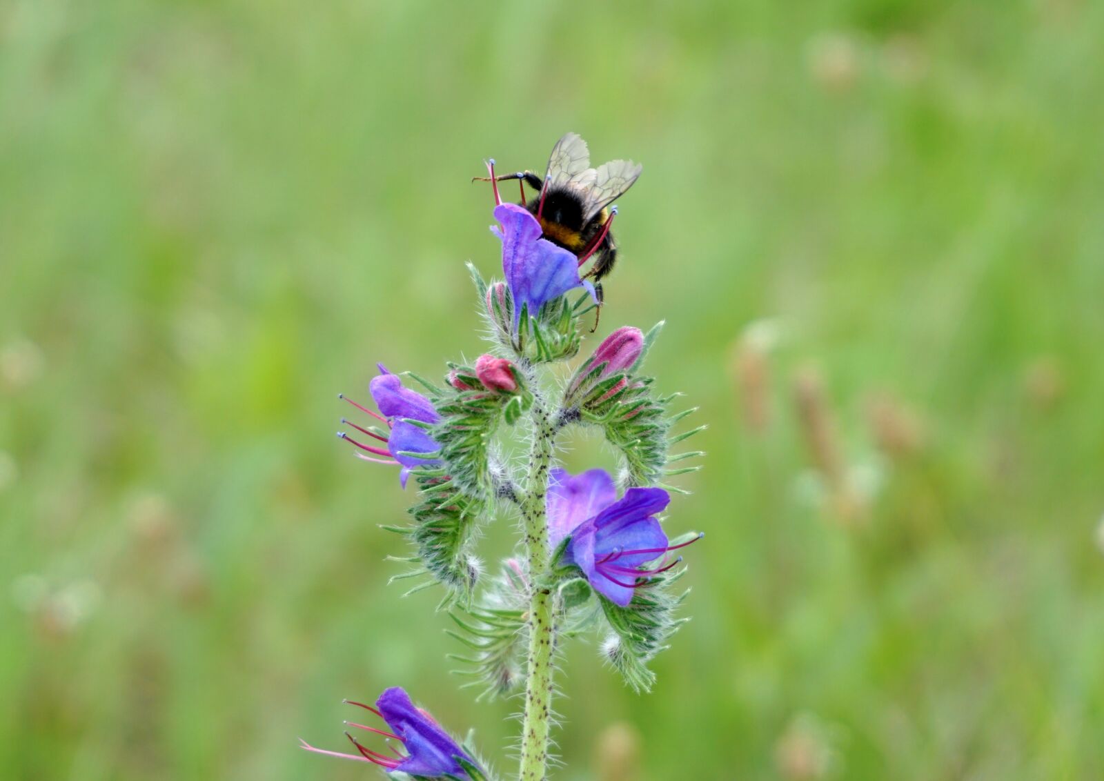 Sony a6000 sample photo. Hummel, pollen, pollination photography