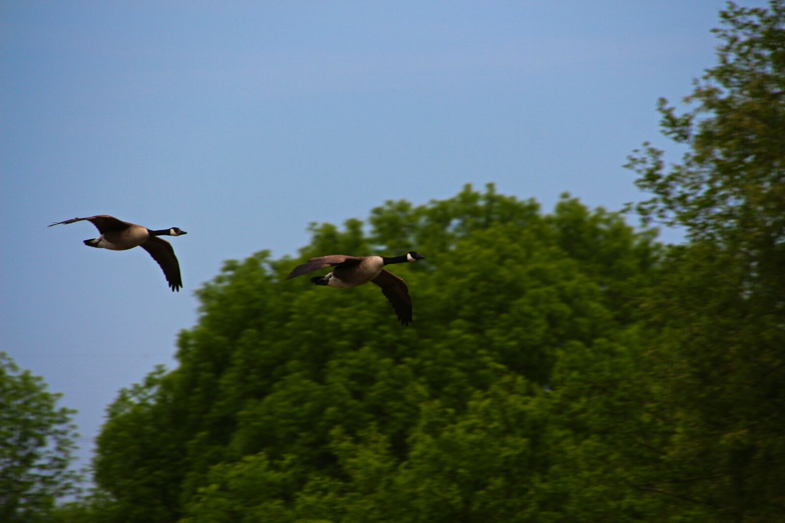 Canon EOS 700D (EOS Rebel T5i / EOS Kiss X7i) sample photo. Goose, bird, duck photography