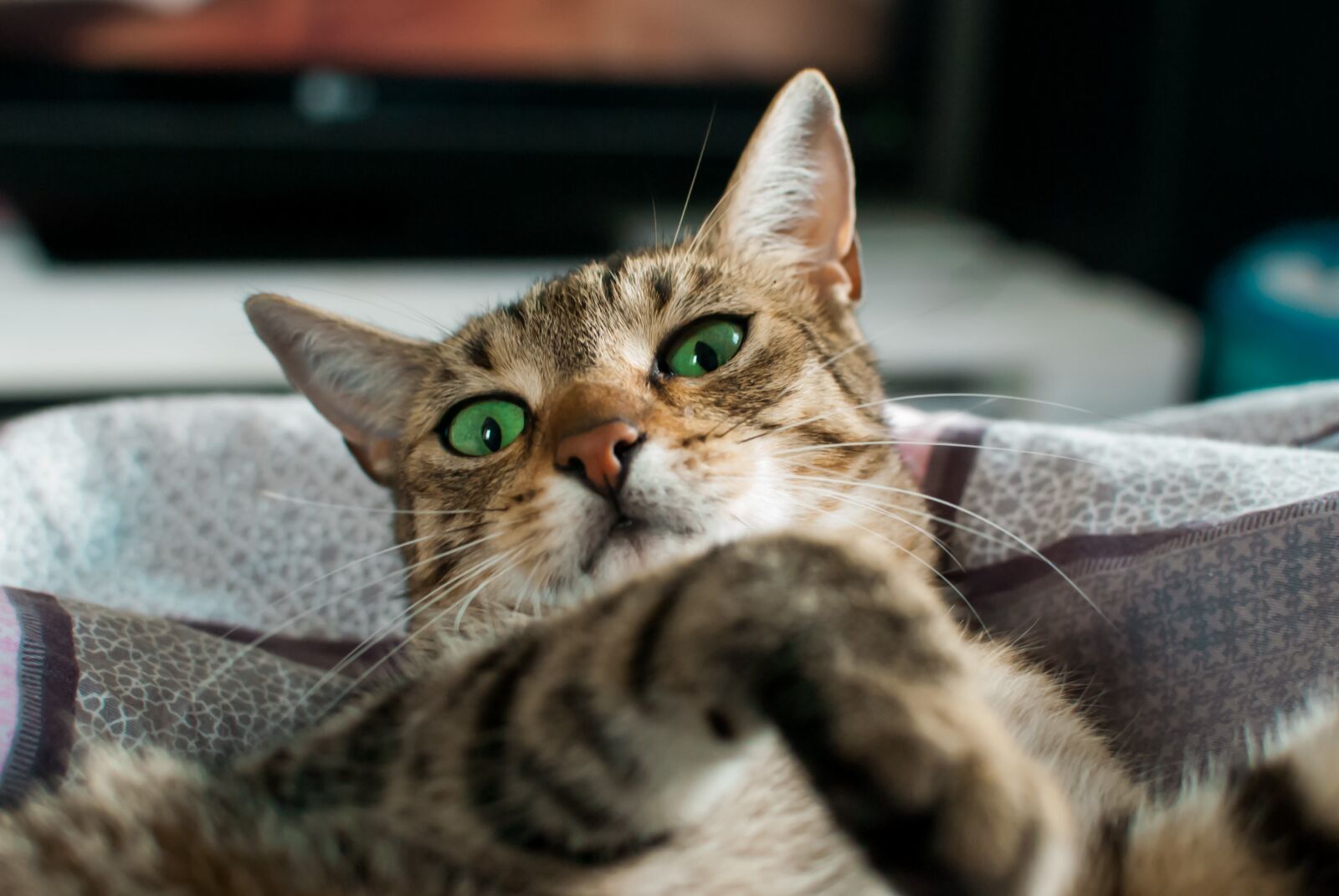 Nikon D60 sample photo. Cat, dachowiec, dream photography