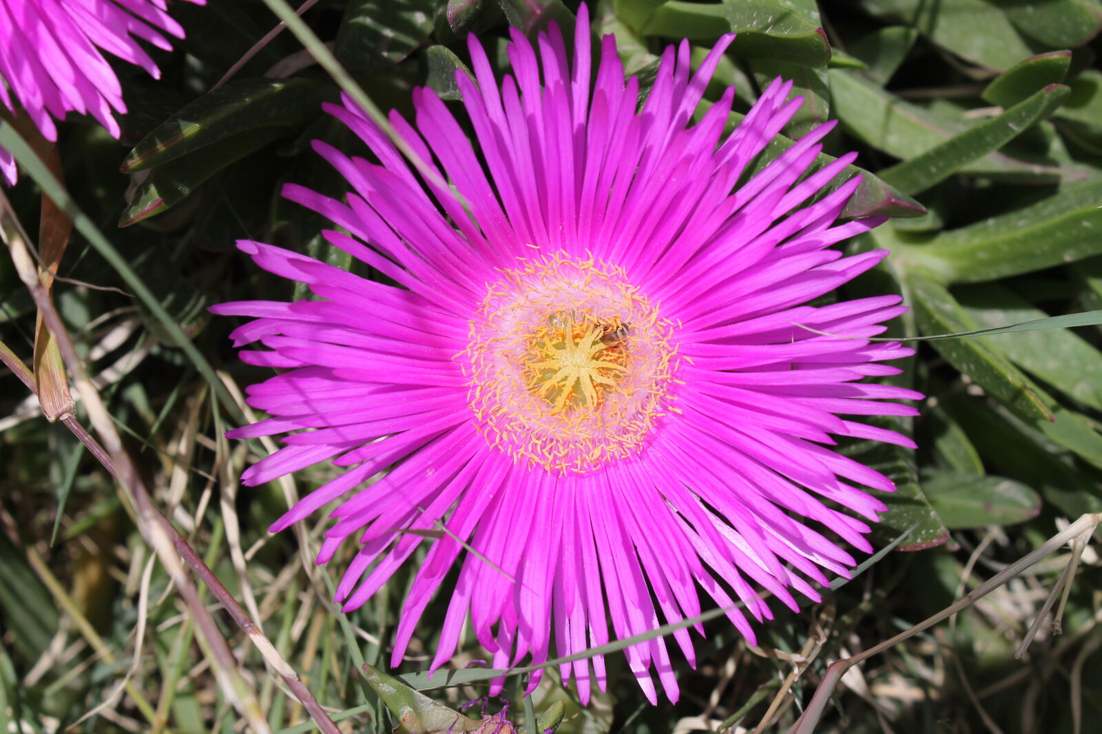 Canon EOS 1100D (EOS Rebel T3 / EOS Kiss X50) sample photo. Flower photography