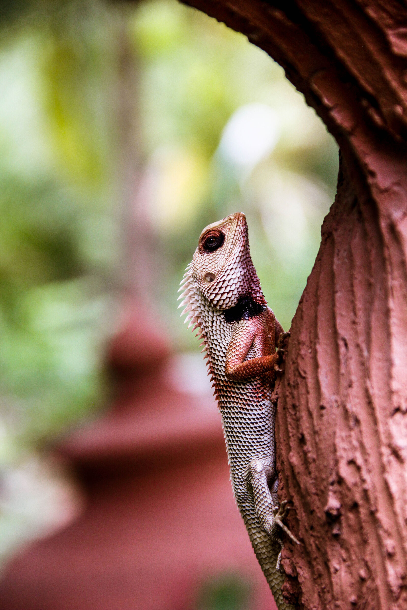 Canon EOS 7D + Canon EF-S 18-135mm F3.5-5.6 IS sample photo. Animal, camouflage, chameleon, color photography