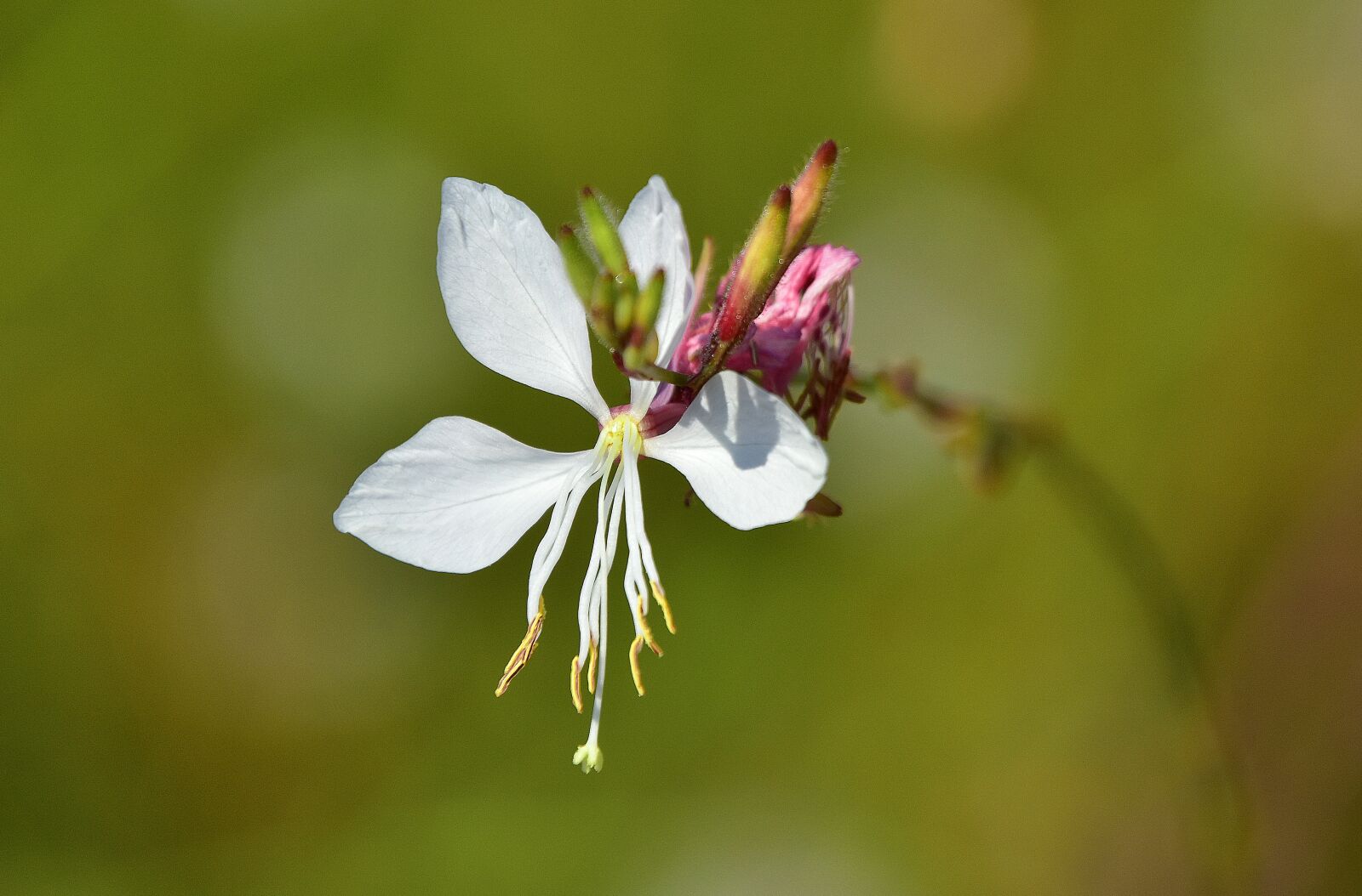 Nikon D7200 sample photo. Flower, garden, plant photography