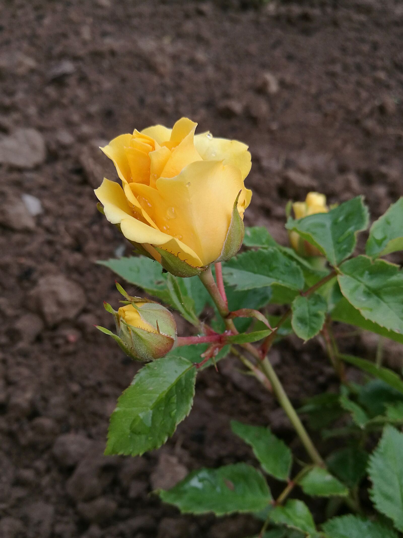 HUAWEI P9 sample photo. Flowers, rose, yellow rose photography