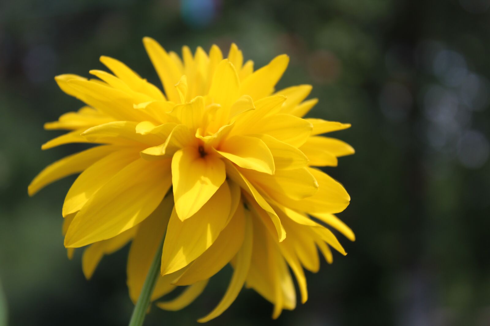 Canon EOS 1300D (EOS Rebel T6 / EOS Kiss X80) sample photo. Flower, garden, nature photography