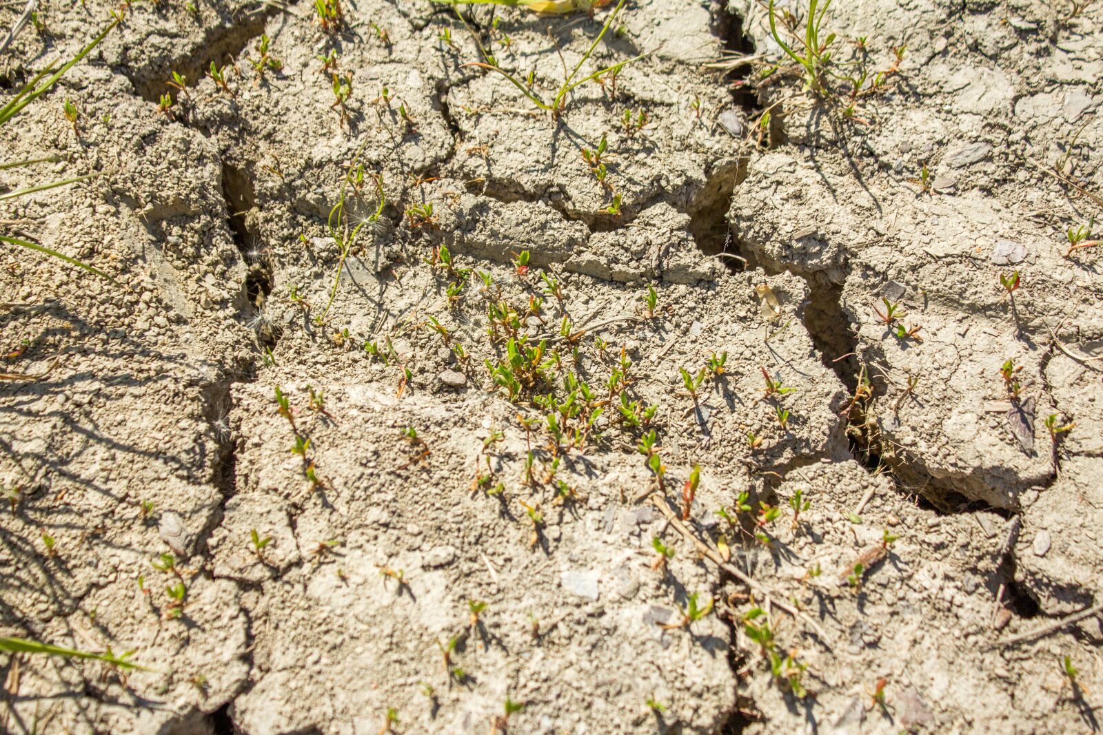 Canon EOS 60D + Canon EF-S 18-55mm F3.5-5.6 IS II sample photo. Drought, ecological disaster, without photography