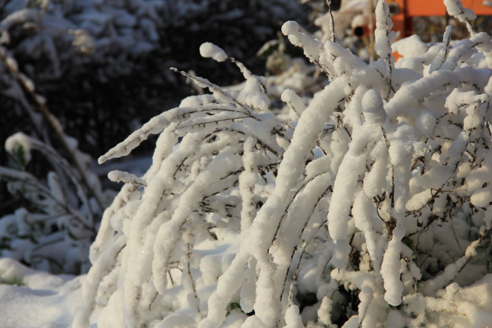 Canon EOS 550D (EOS Rebel T2i / EOS Kiss X4) sample photo. Winter, sunlight, nature photography
