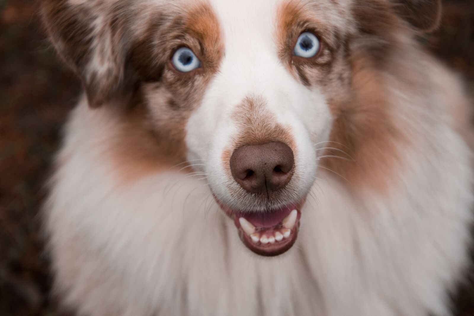 Nikon D3300 sample photo. Dog, mammal, cute photography
