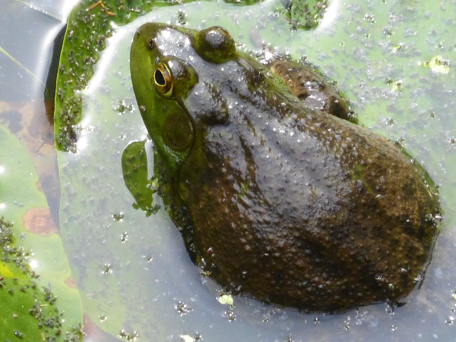 Panasonic DMC-ZS25 sample photo. "Frog, amphibian, pond" photography