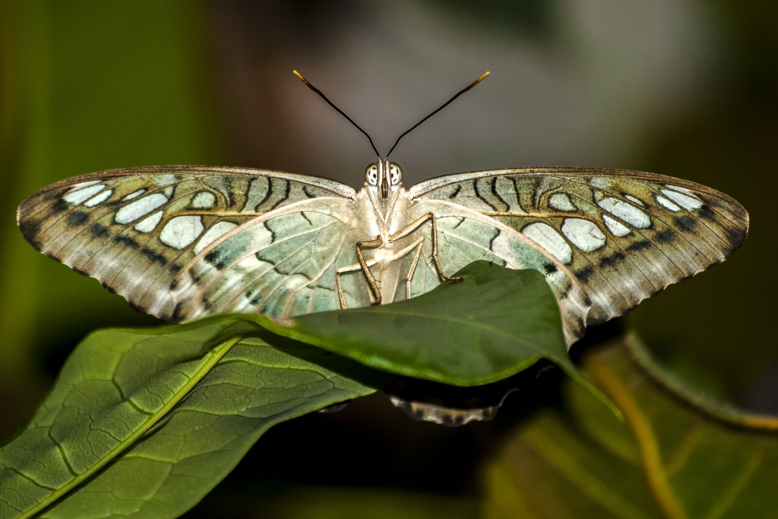 Olympus E-3 sample photo. Butterfly, insect, nature photography