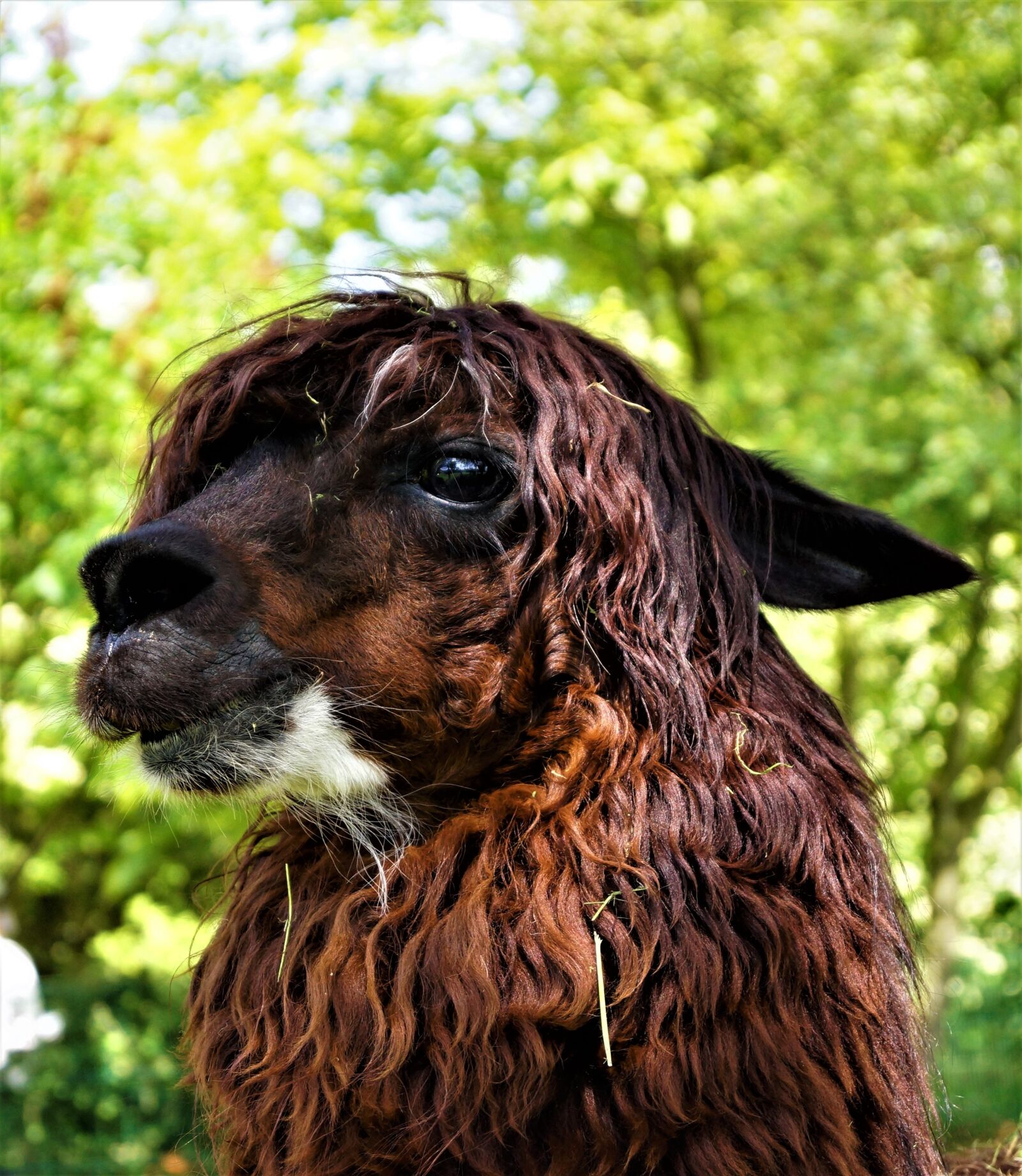 Sony SLT-A65 (SLT-A65V) + Sony DT 18-55mm F3.5-5.6 SAM sample photo. Cute, portrait, animal photography