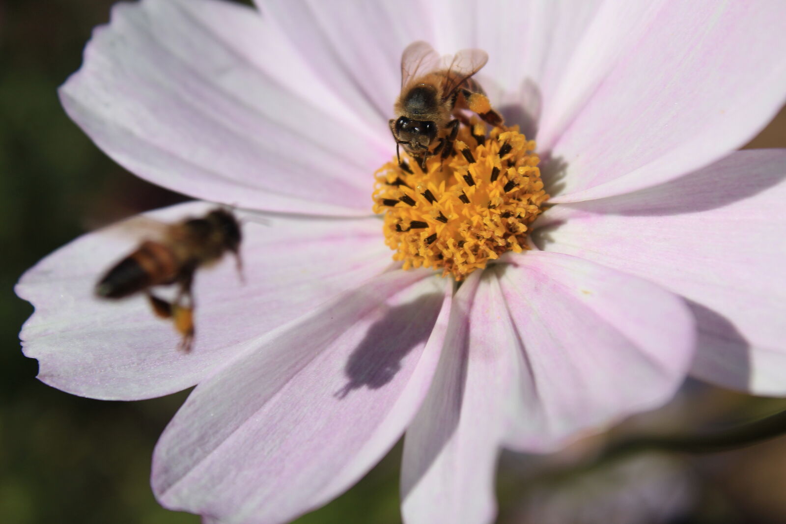 Canon EOS 1300D (EOS Rebel T6 / EOS Kiss X80) sample photo. Bee, flying, bee, honey photography