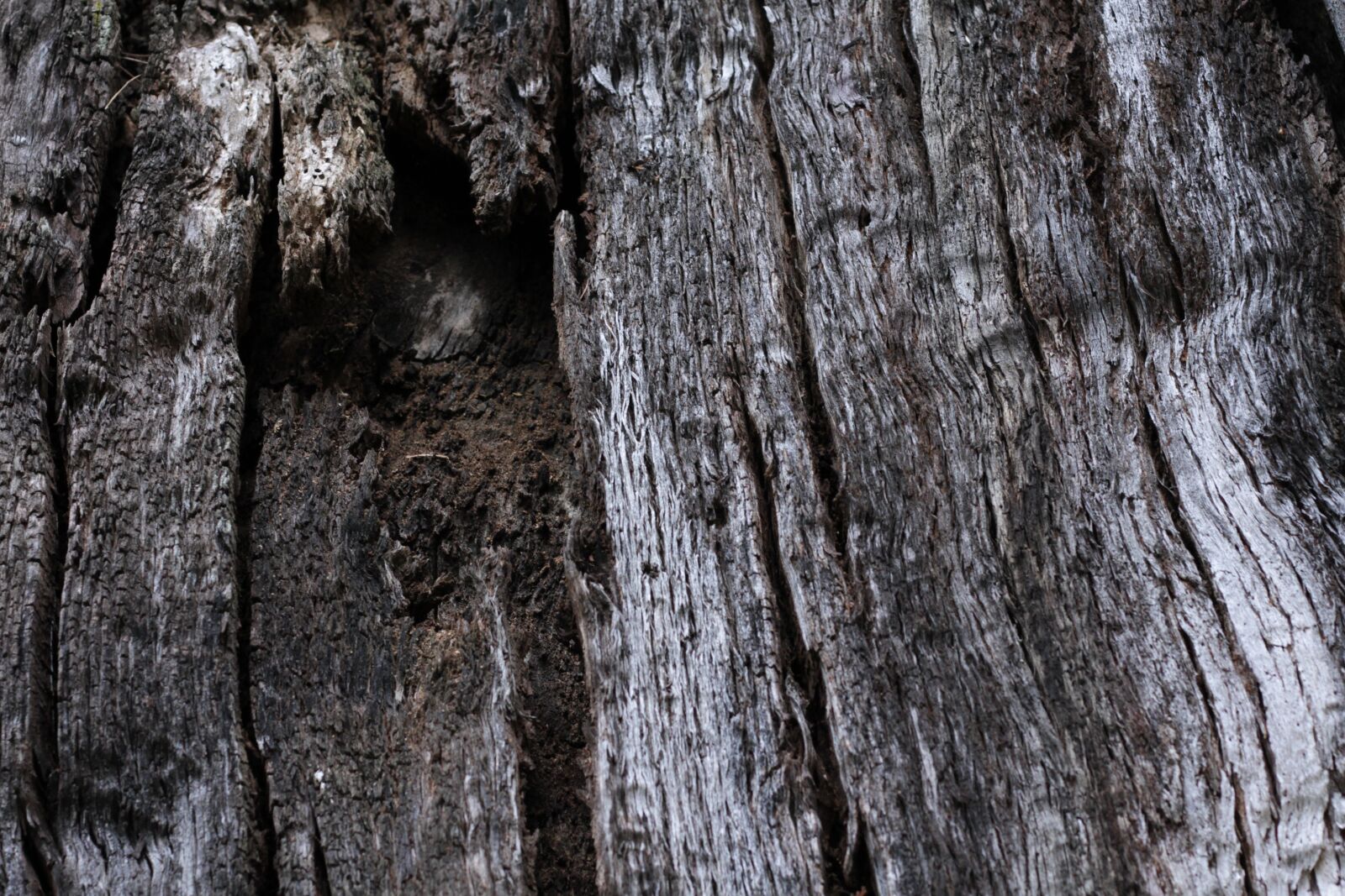 Canon EOS 7D + Canon EF 50mm F1.8 II sample photo. Old tree, passee, aeration photography