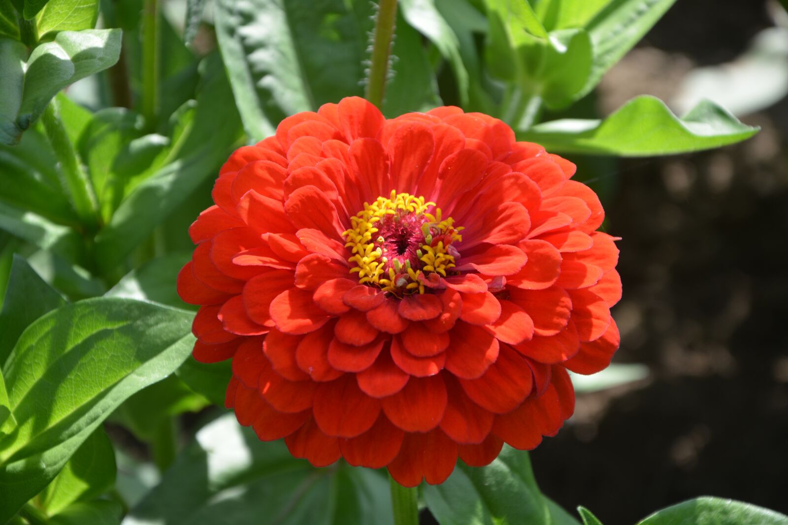 Nikon D5200 sample photo. Flower orange-red, plant, nature photography