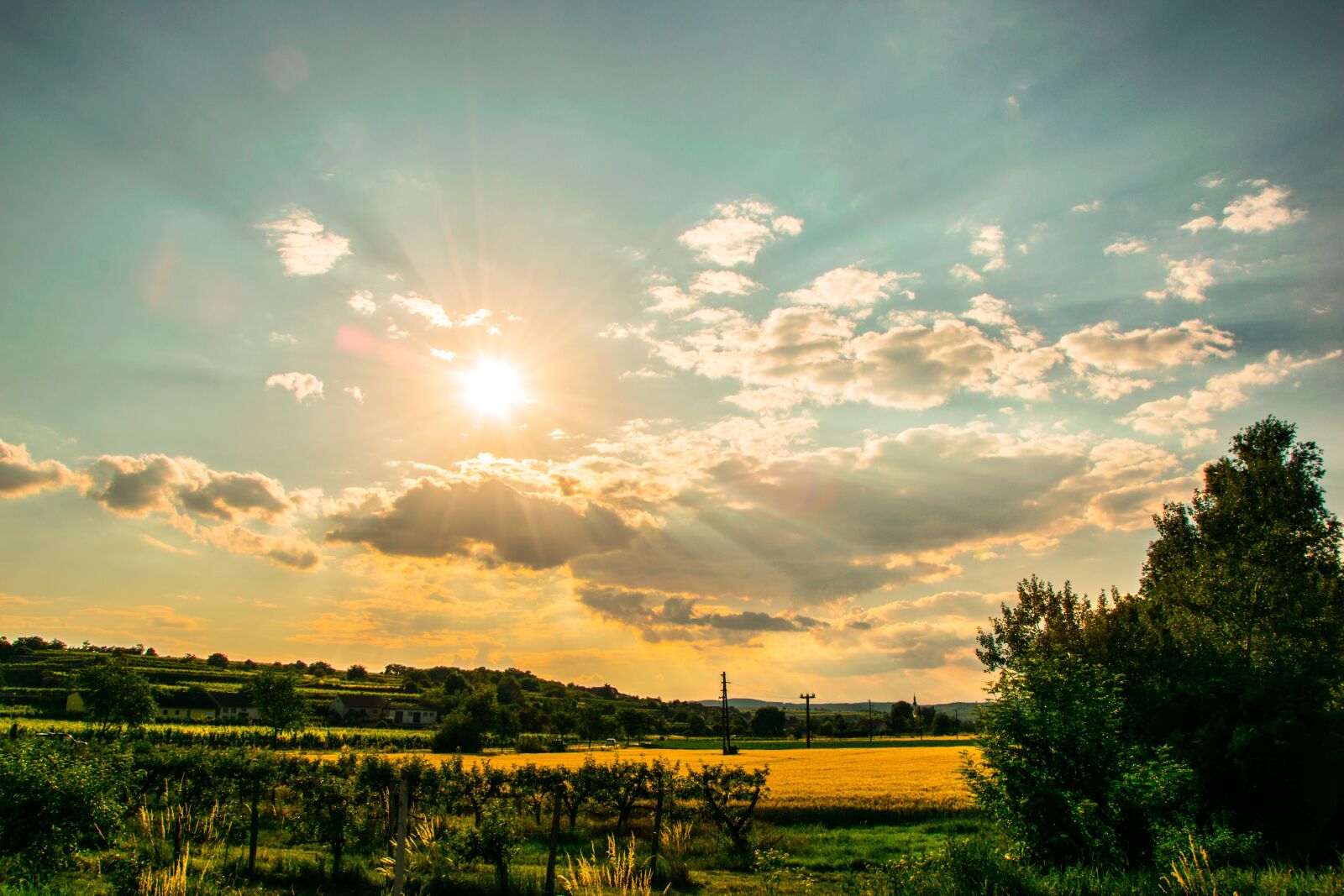 Nikon D3300 sample photo. Sun, wine, spring photography