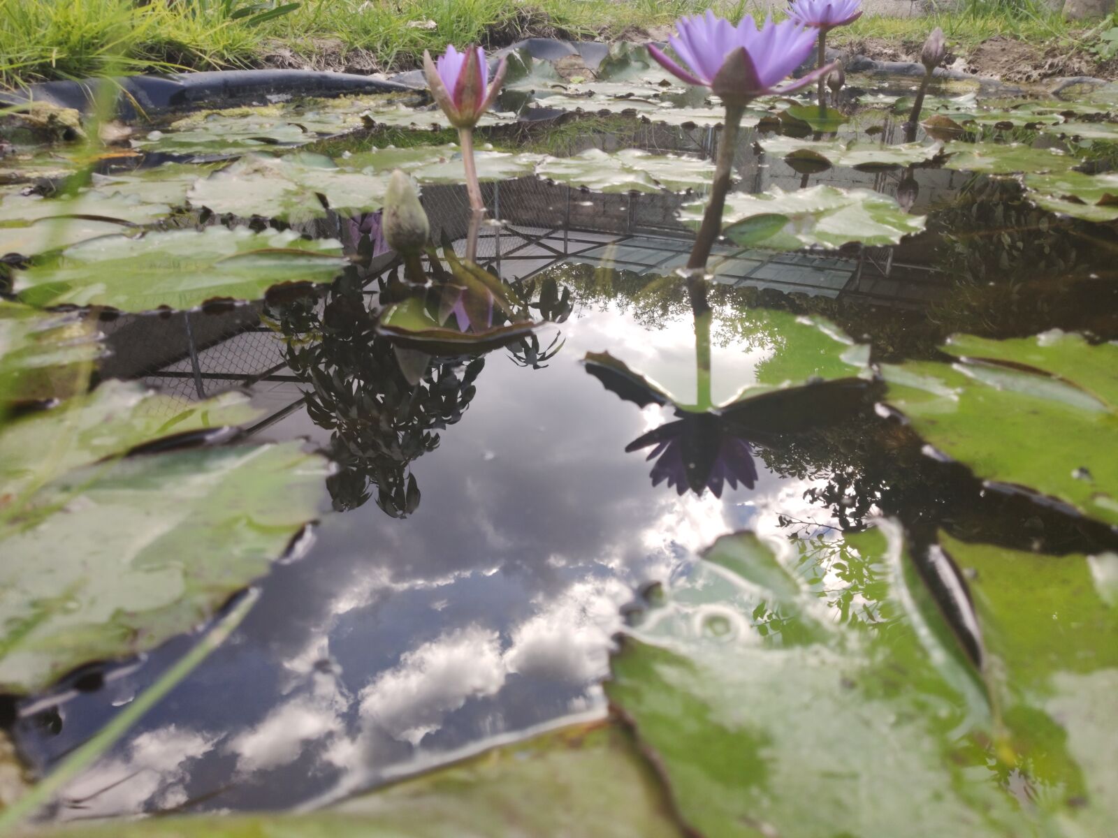 Xiaomi MI 9 sample photo. Lotus, nature, flower photography