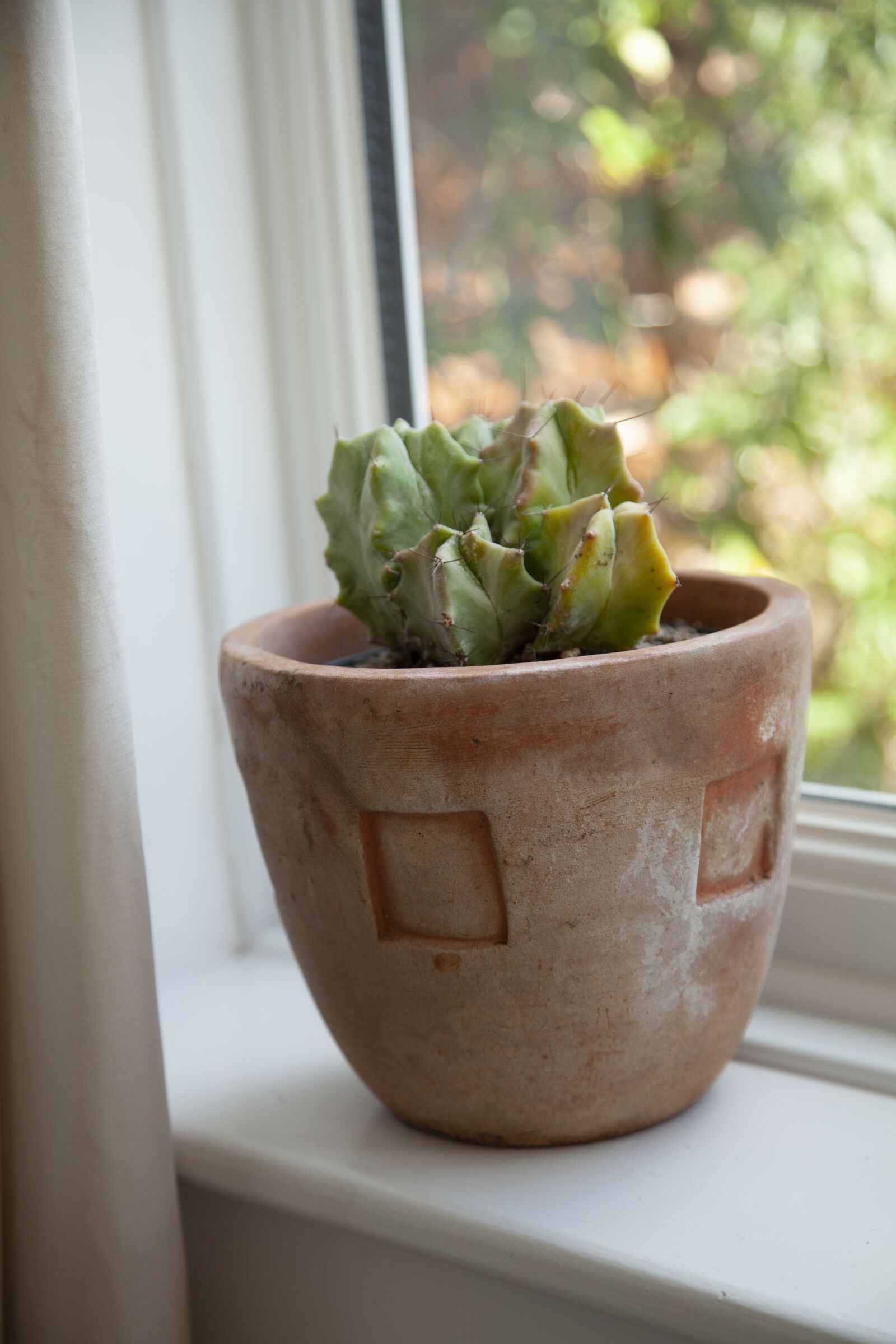 Canon EOS 5D Mark II sample photo. Cactus, indoor, lockdown photography