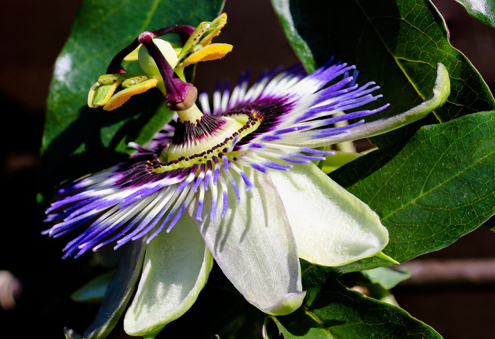 Canon EOS 70D + Canon EF-S 60mm F2.8 Macro USM sample photo. Nature, flowers passion flower photography