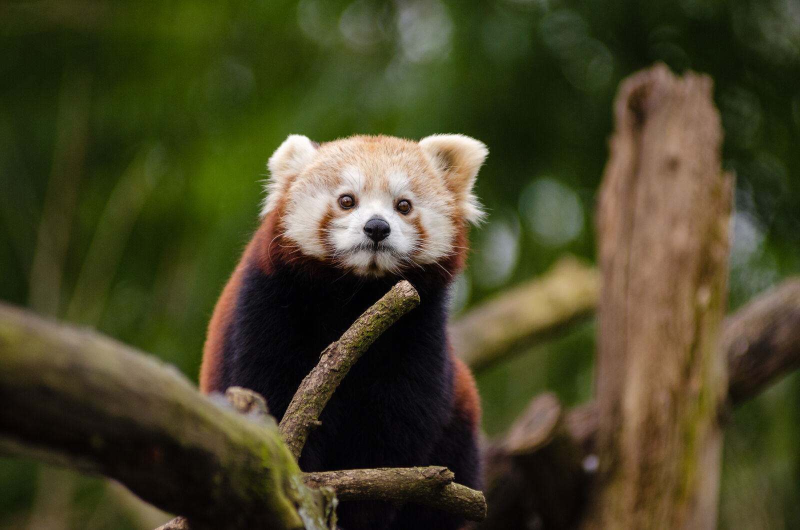 AF Zoom-Nikkor 80-200mm f/2.8 ED sample photo