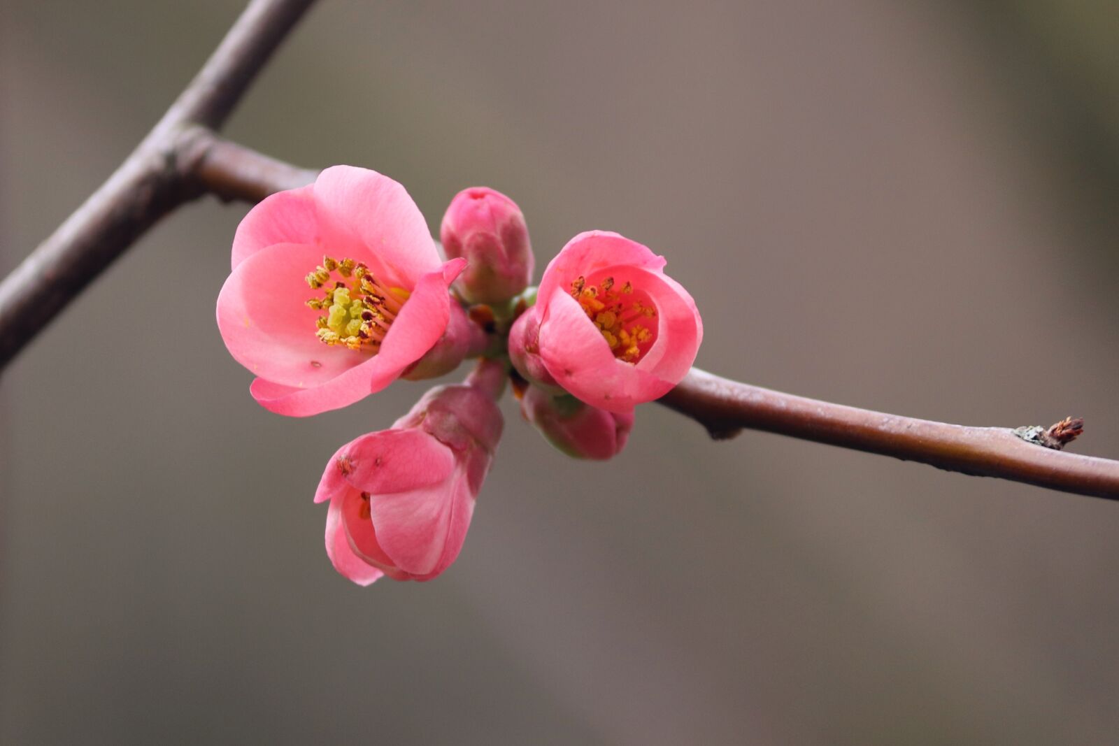 Canon EOS 200D (EOS Rebel SL2 / EOS Kiss X9) sample photo. Ornamental quince, flowers, bush photography