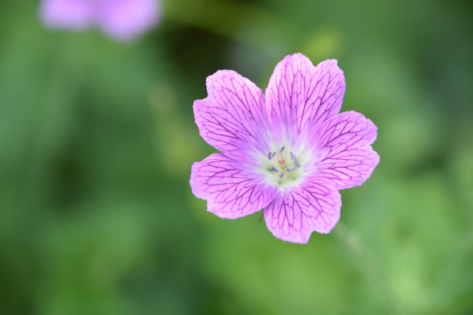 Nikon D5600 sample photo. Flower, plant, purple photography