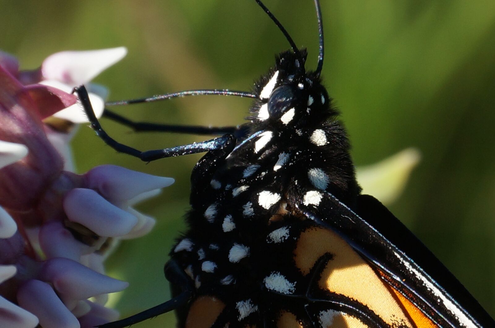 Sony Alpha NEX-3N sample photo. Monarch, monarch butterfly, butterfly photography