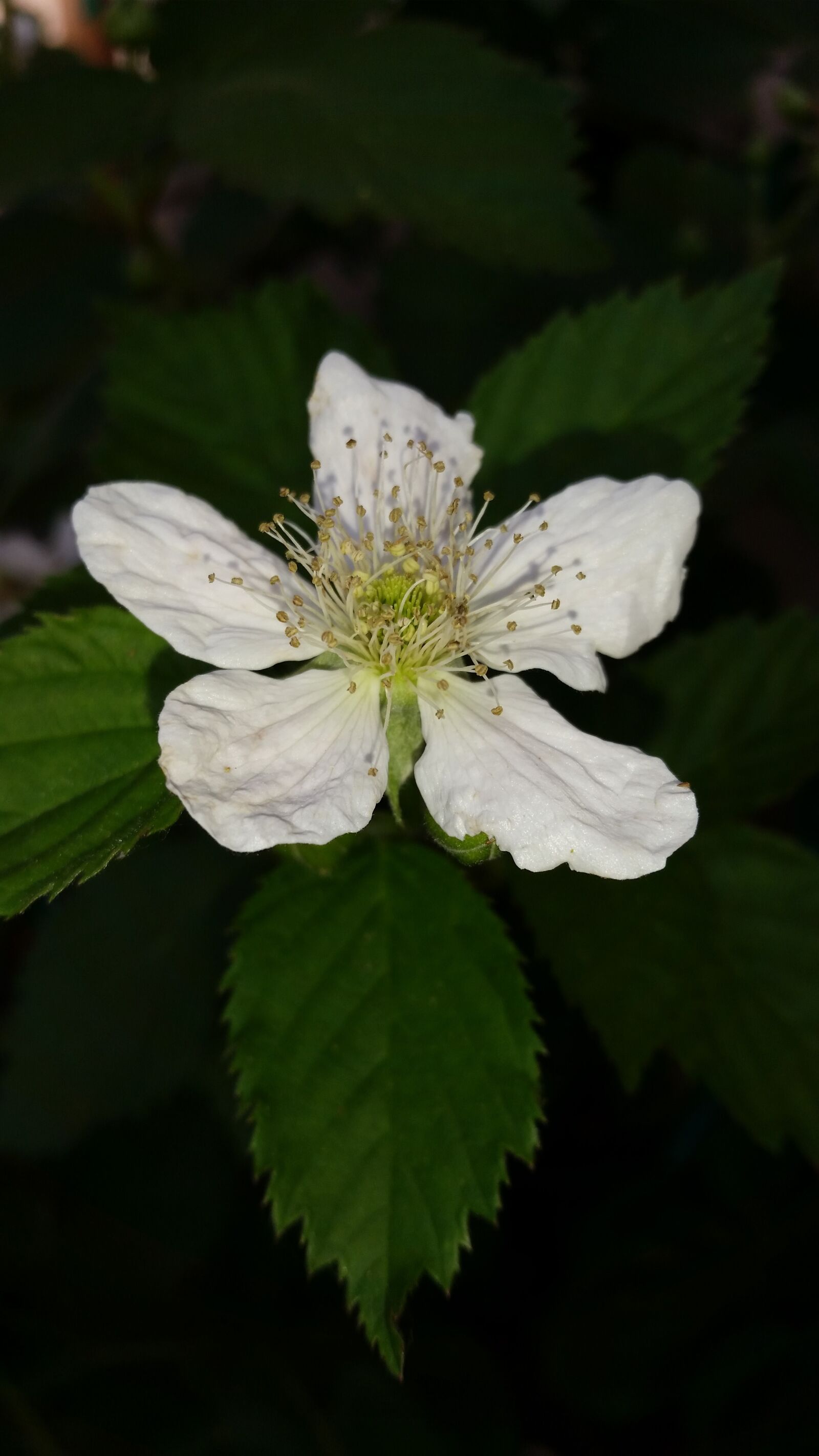 Samsung Galaxy S5 sample photo. Blackberry flower, blackberry, thornless photography