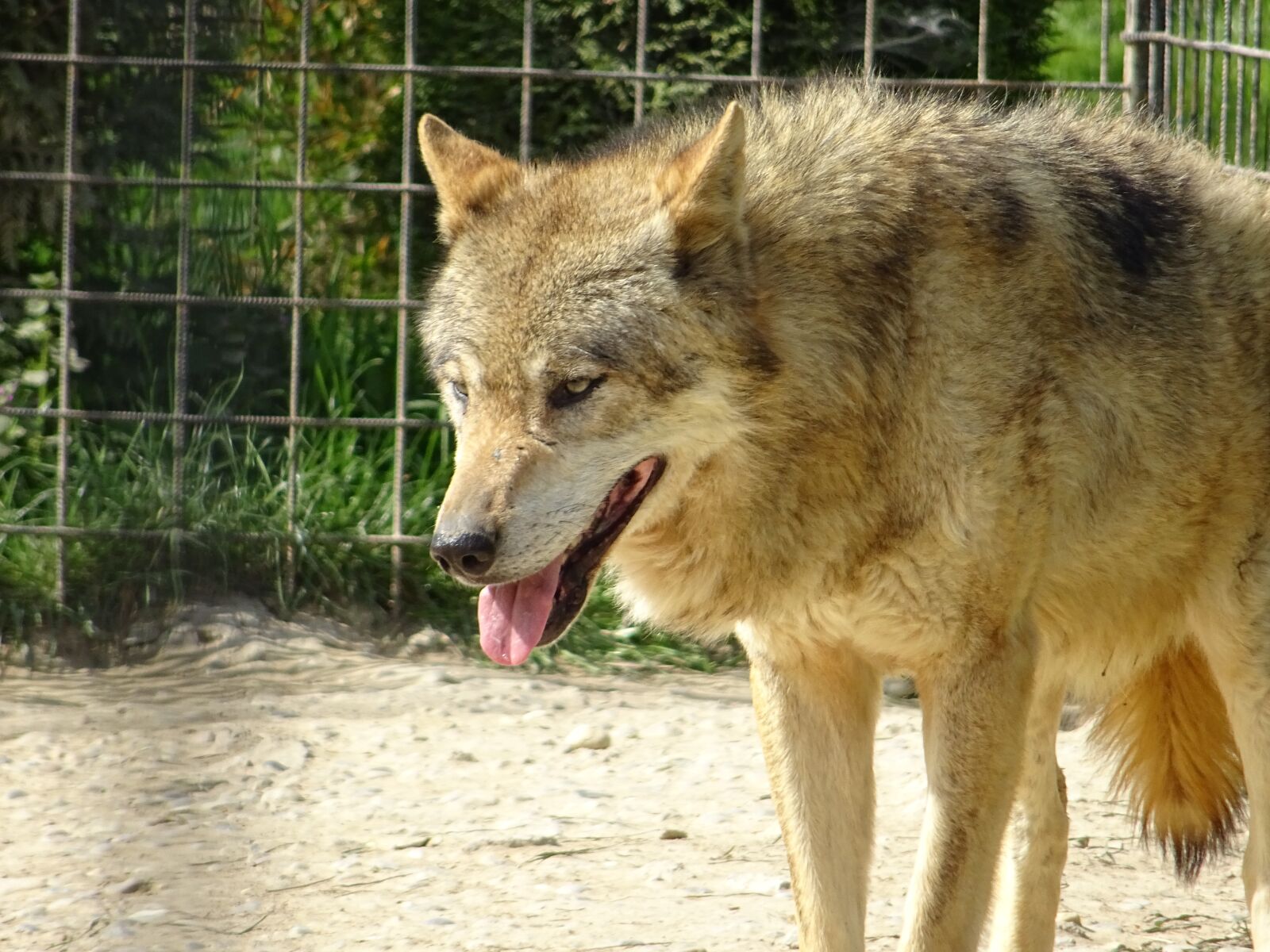 Sony DSC-HX60 sample photo. Wolf eurasian, animal photography