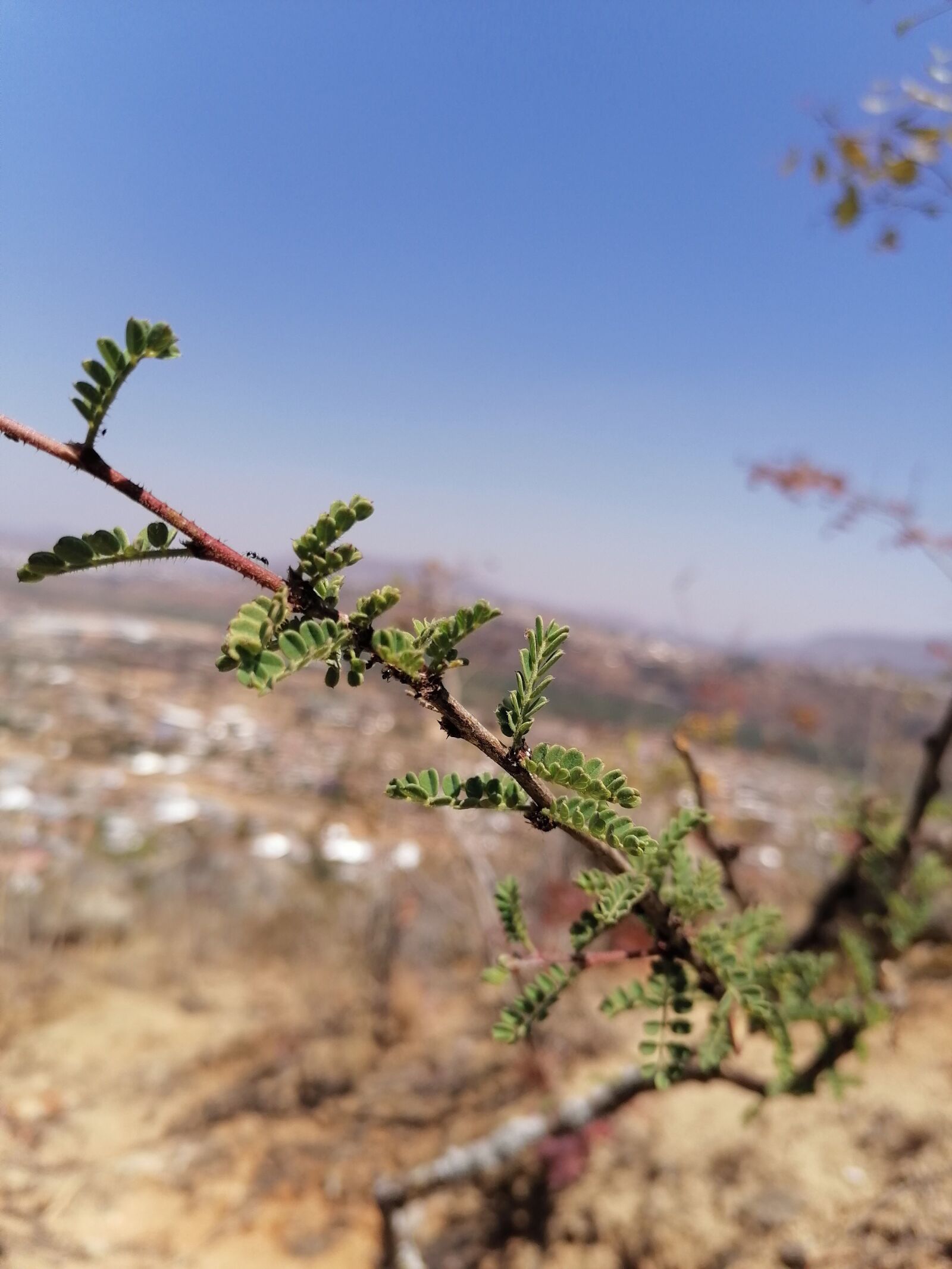HUAWEI STK-L21 sample photo. Sky blue, love, land photography