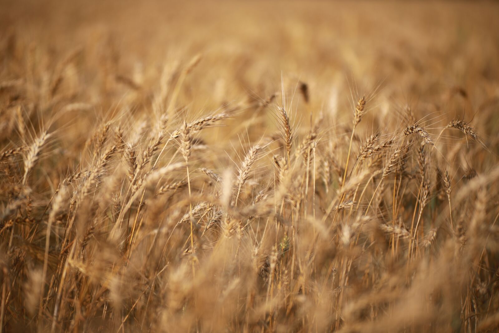 Canon EOS 5D Mark IV sample photo. Mai tian, wheat, travel photography
