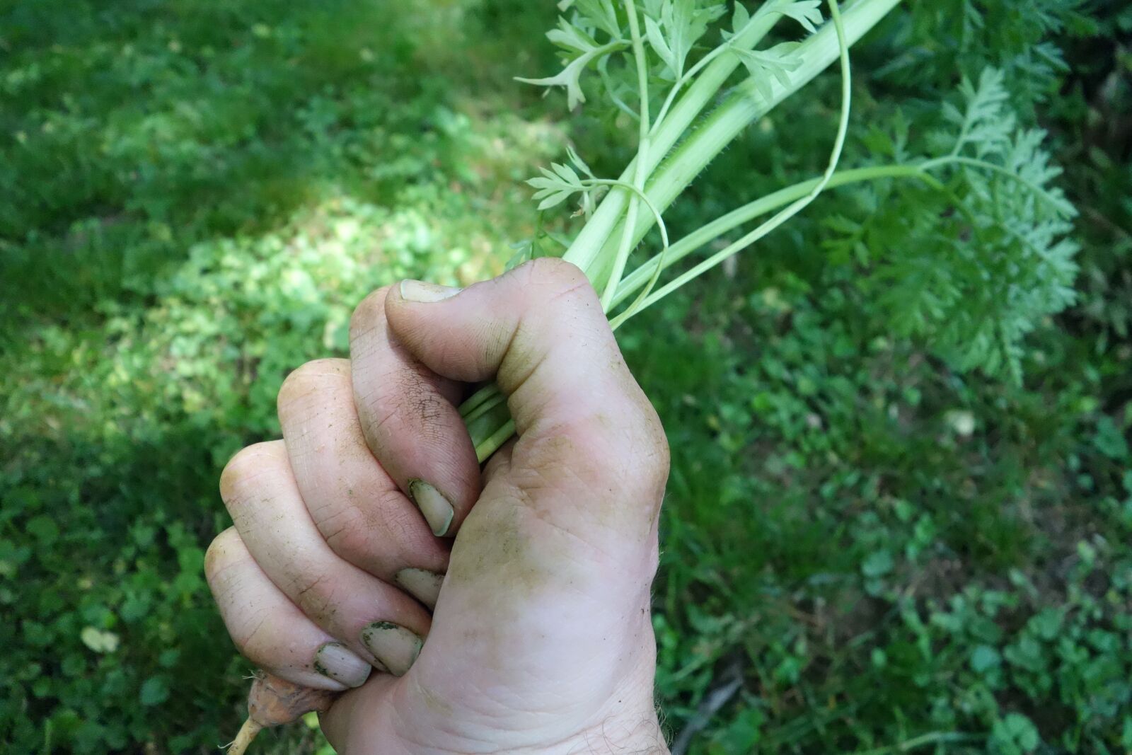 Sony Cyber-shot DSC-RX100 sample photo. Earth, grow, carrot photography
