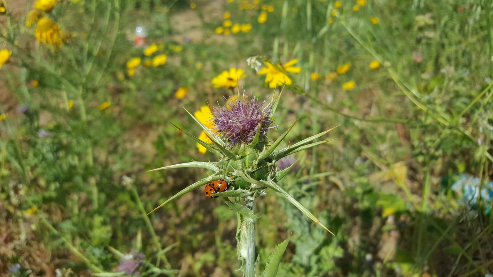 Samsung Galaxy S6 sample photo. Nature, flower, flora photography