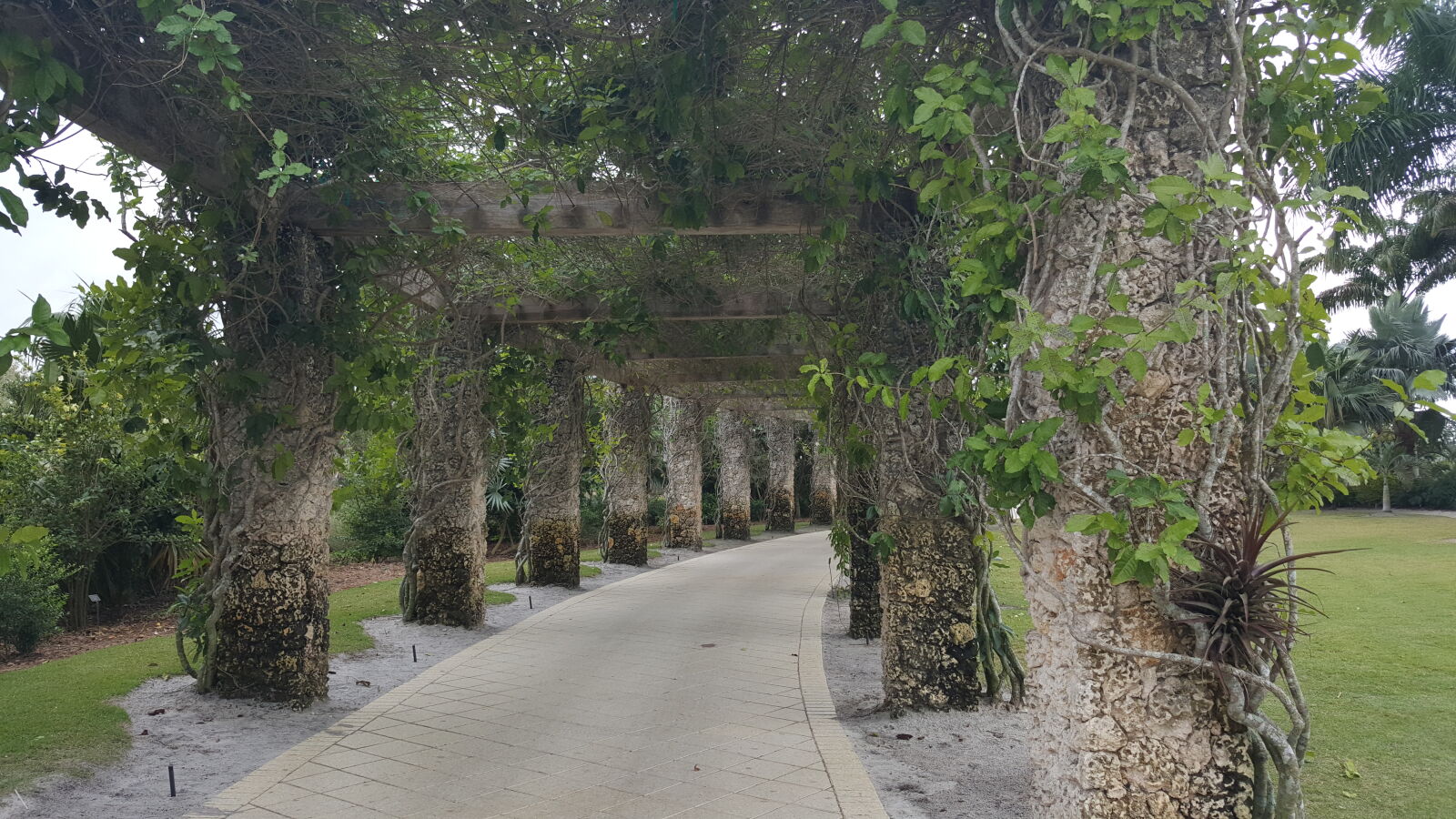 Samsung GALAXY S6 edge sample photo. Botanical, gardens, naples photography