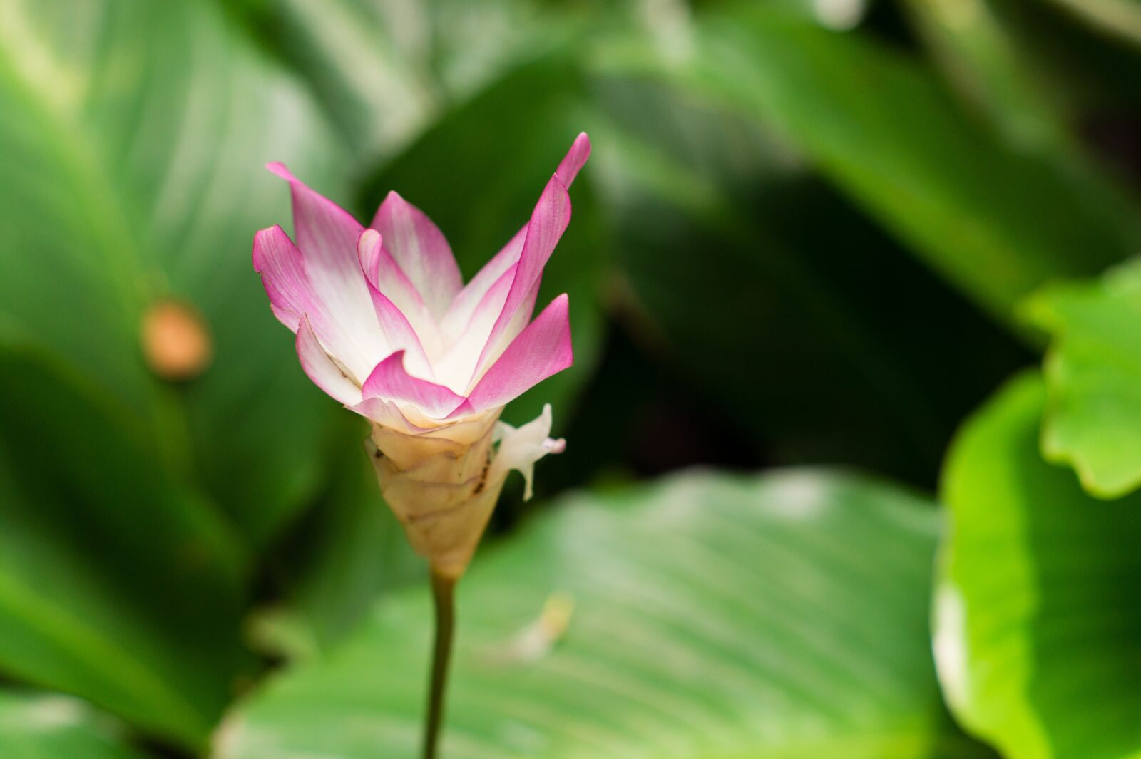 Sony Alpha NEX-5 sample photo. Lotus, flower, nature photography