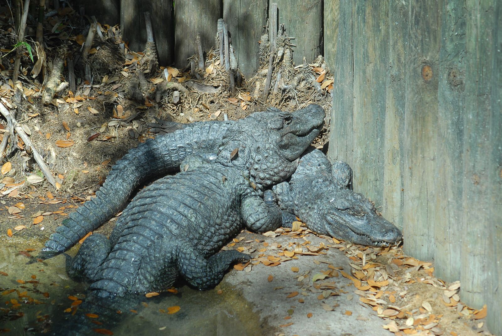 Nikon D200 sample photo. Alligators, crocodile, reptile photography