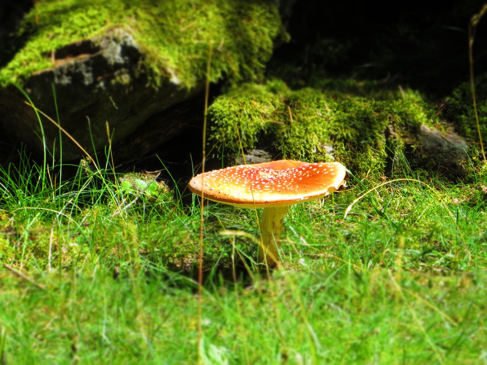 Canon PowerShot SX260 HS sample photo. Fungus, forest, humus photography