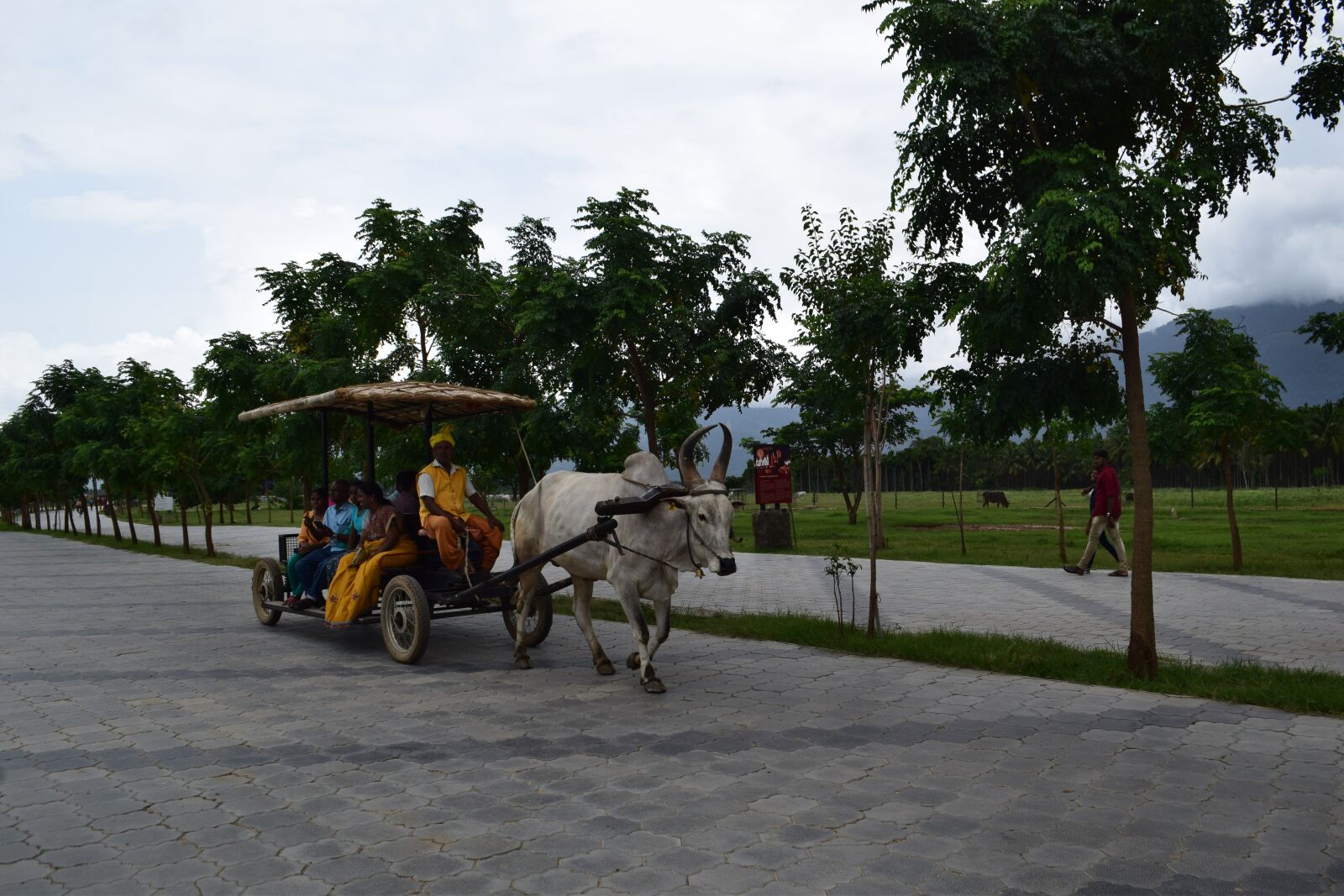Nikon D3300 sample photo. Cow, cart, india photography