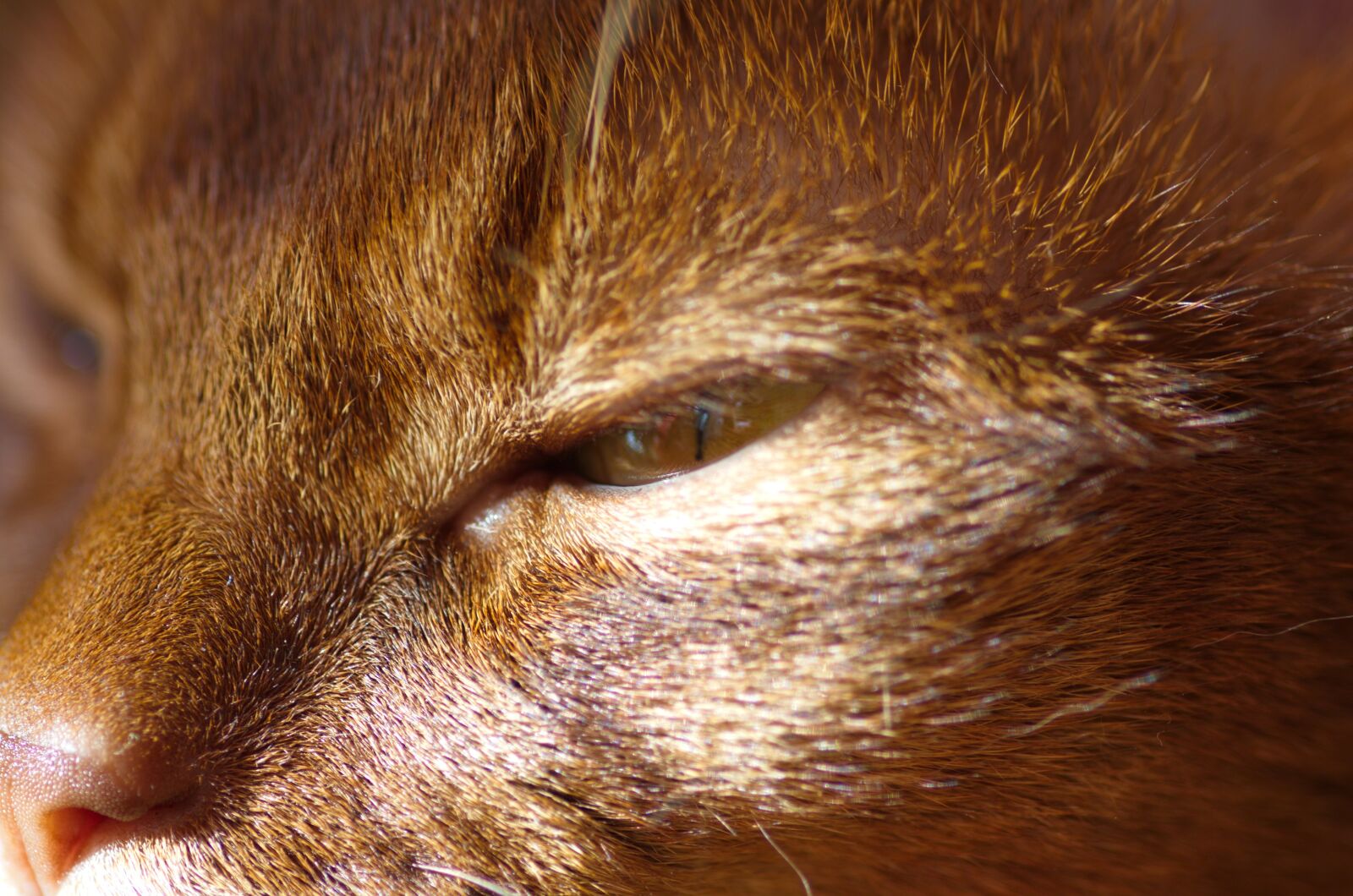 Pentax K-50 sample photo. Cat, cat's eyes, abyssinian photography