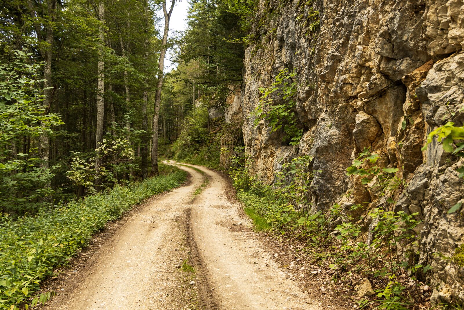 Canon EOS R sample photo. Trail, rock, forest photography