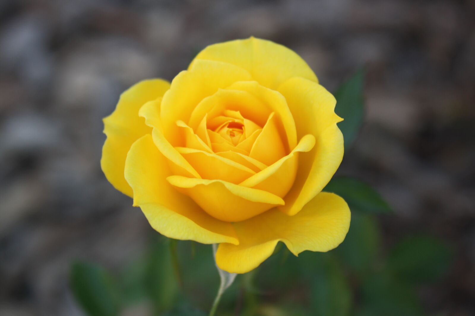 Canon EOS 1000D (EOS Digital Rebel XS / EOS Kiss F) sample photo. Rose, yellow, flower photography