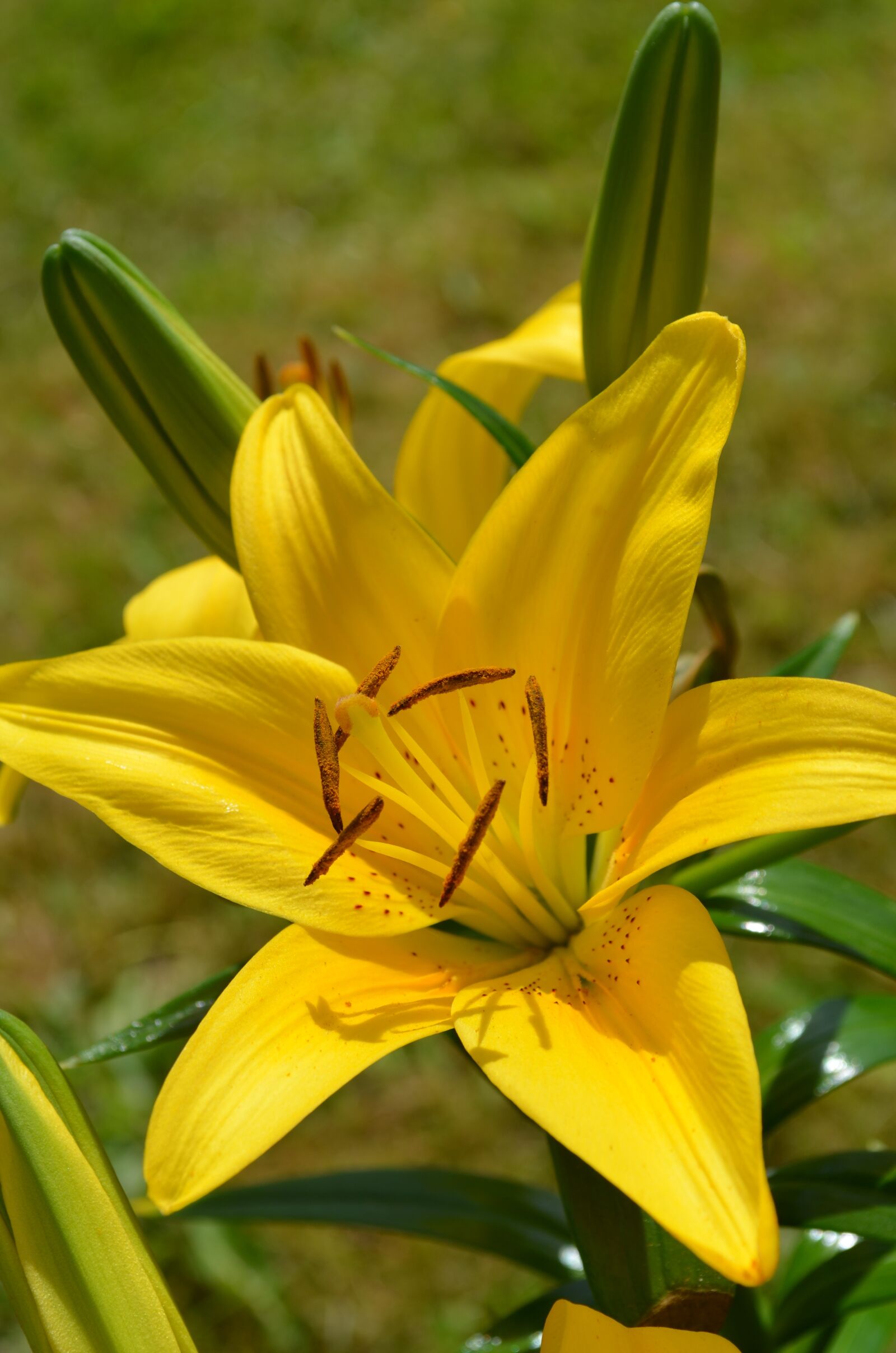 Nikon D5100 sample photo. Yellow, flower, lily photography