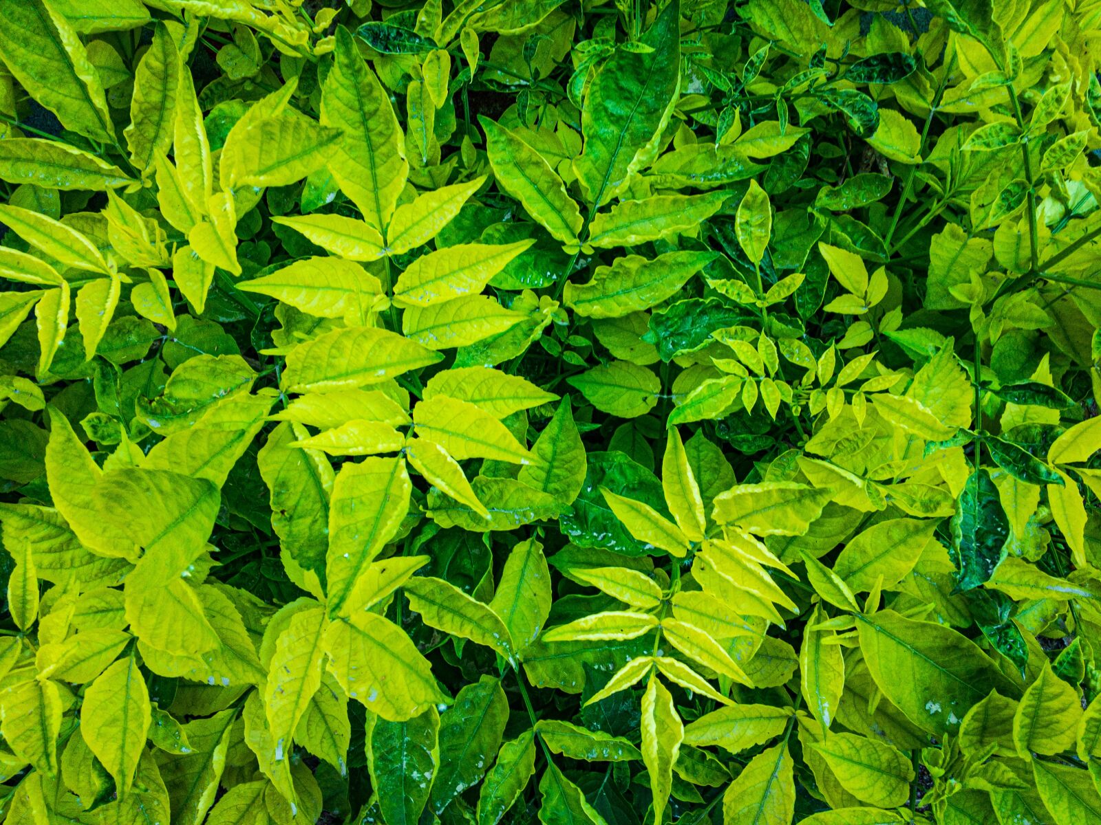Apple iPhone 6s sample photo. Foliage, bush, leaf photography
