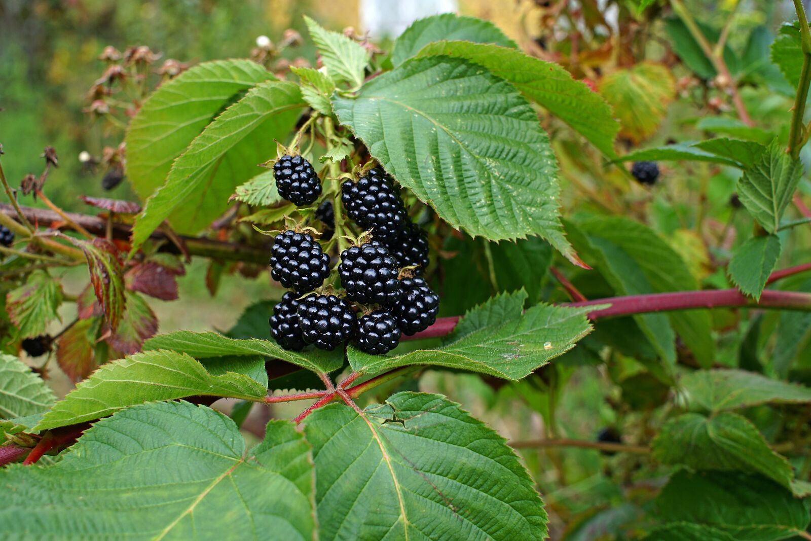 Sony a6300 sample photo. Blackberries, berries, leaves photography